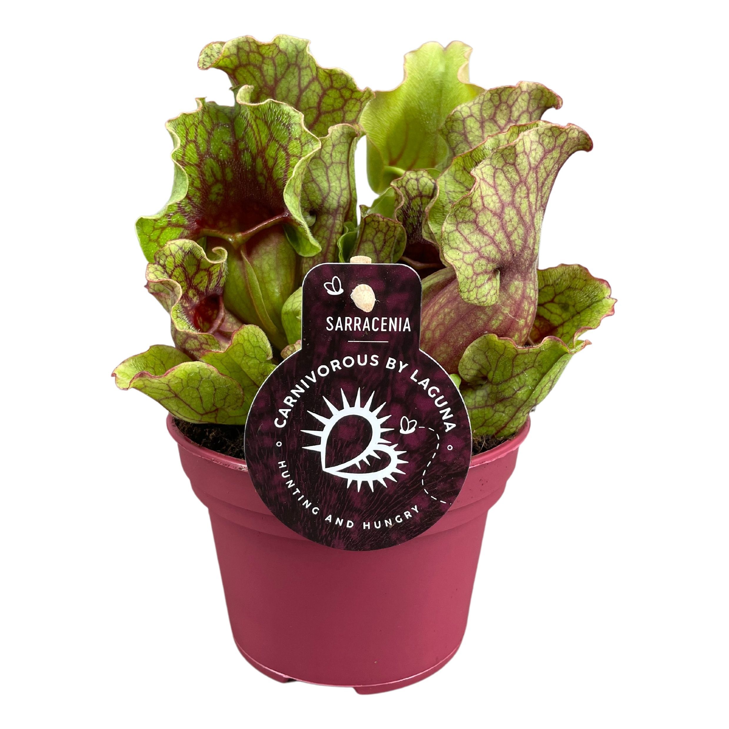 Sarracenia Ov 12P 20H