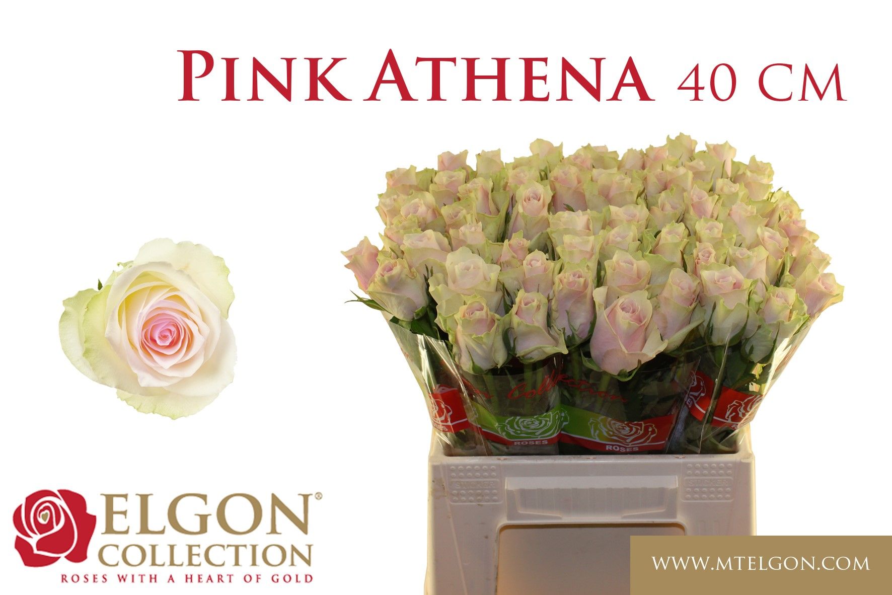 R Gr Pink Athena