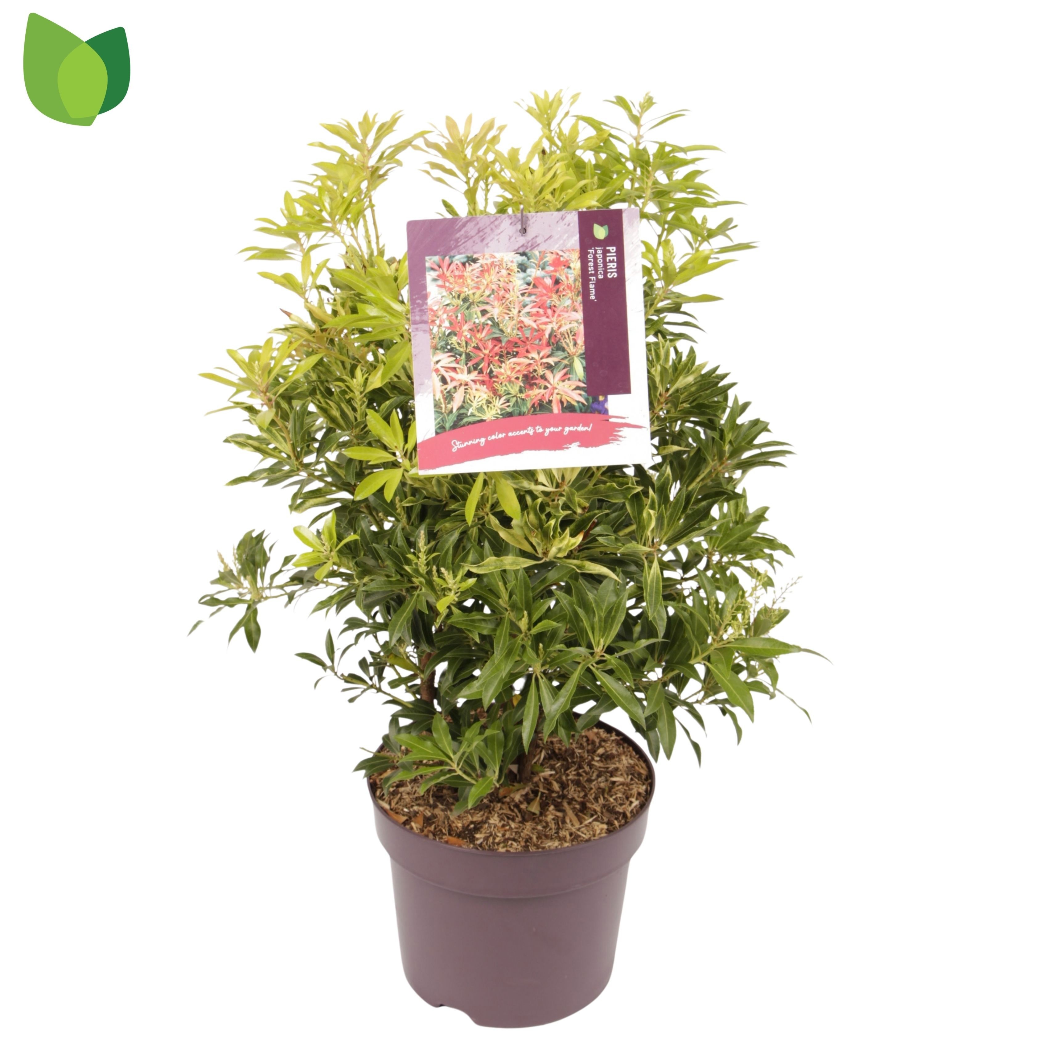 Pieris 'Forest Flame'