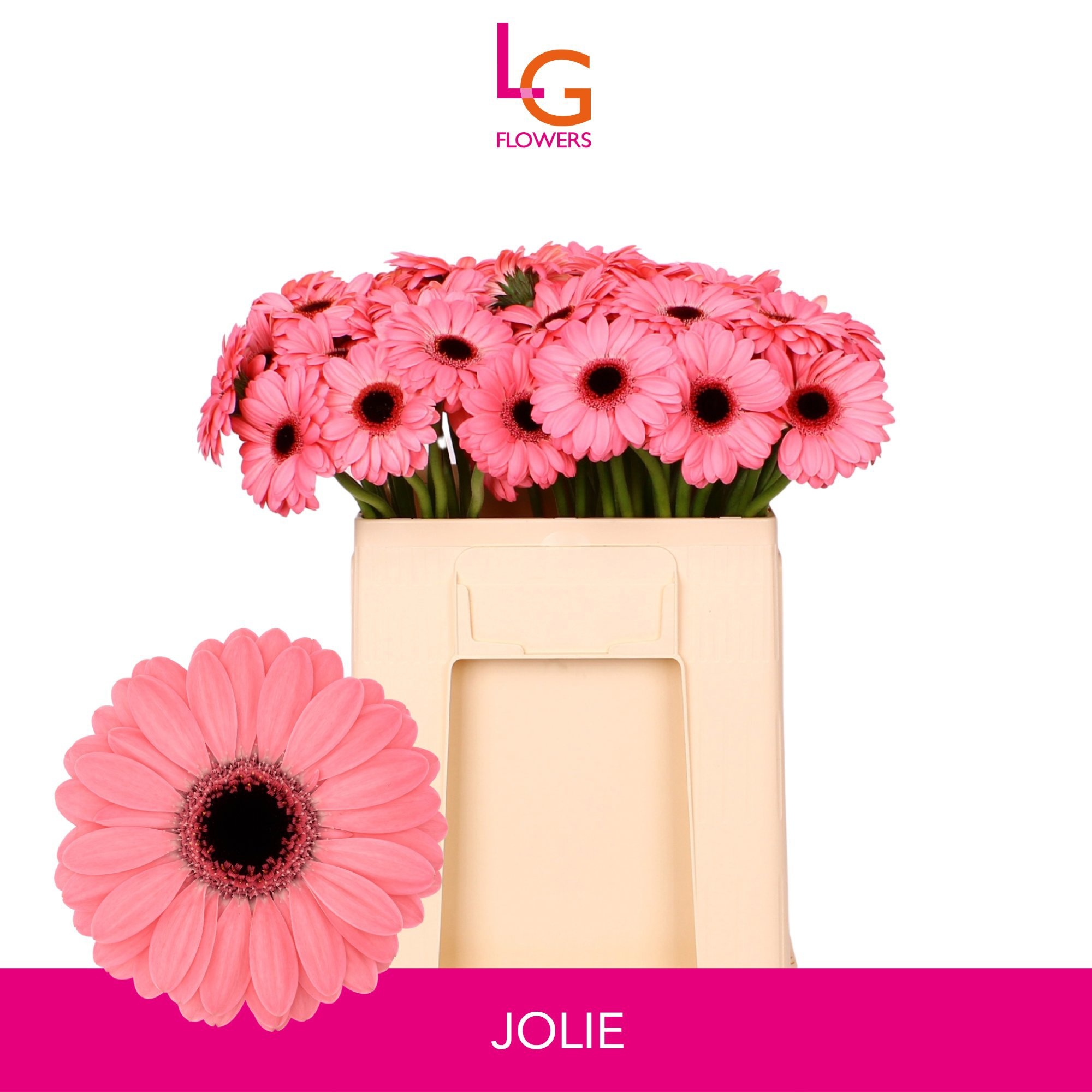 Ge Mi Jolie