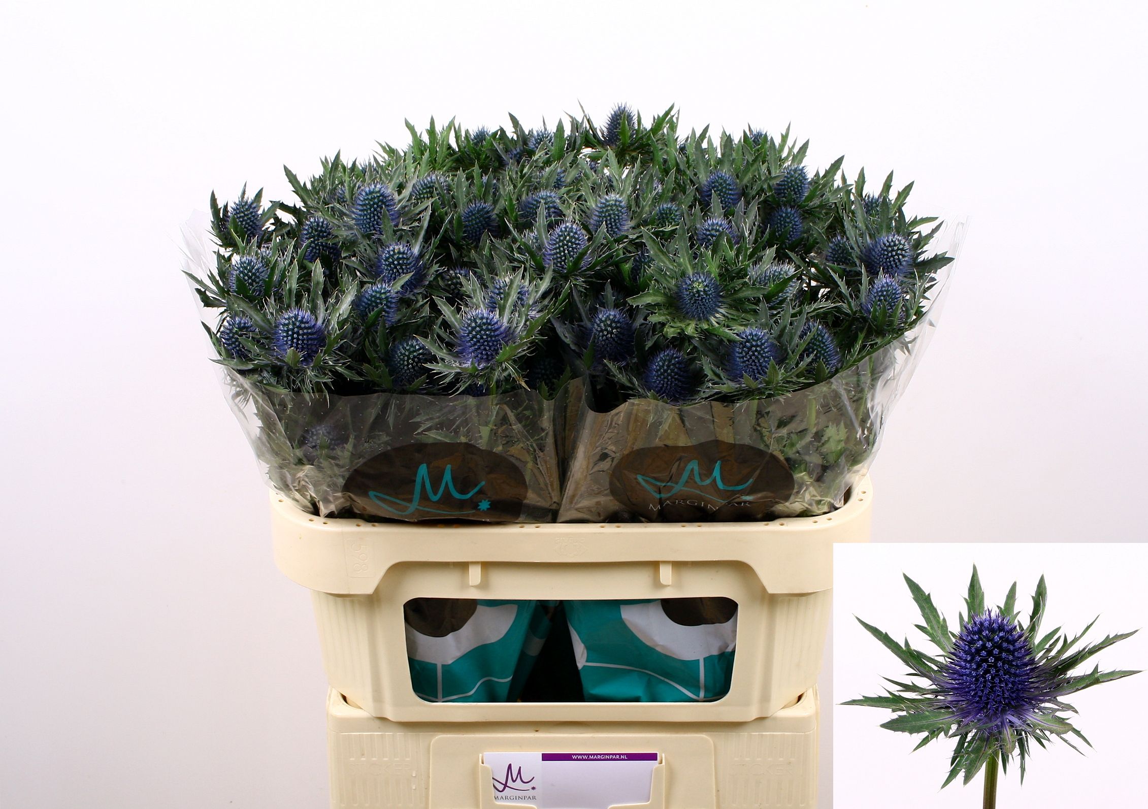 Eryngium Aquar Questar 70cm