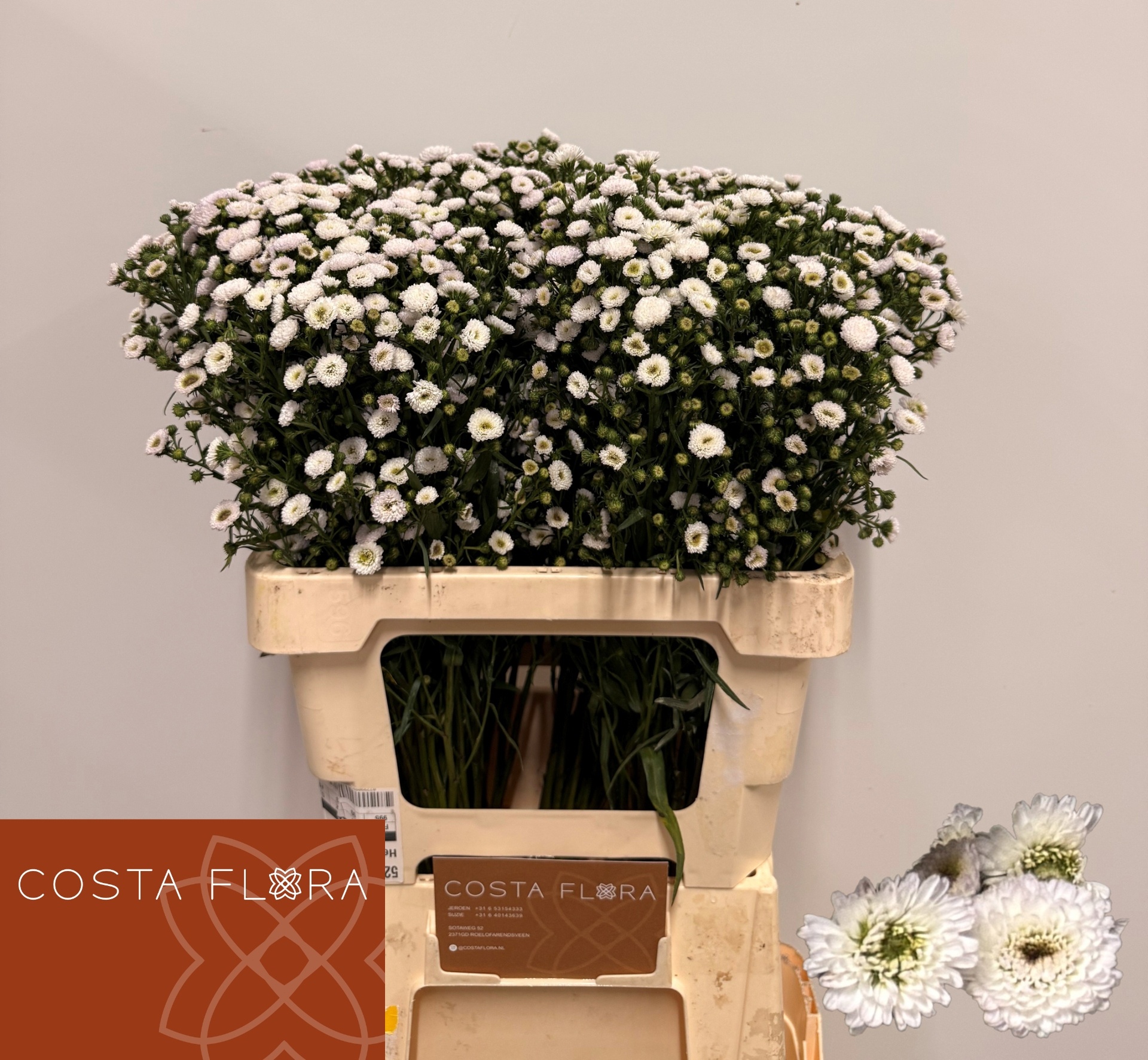 Aster Pompon 60cm 20gram