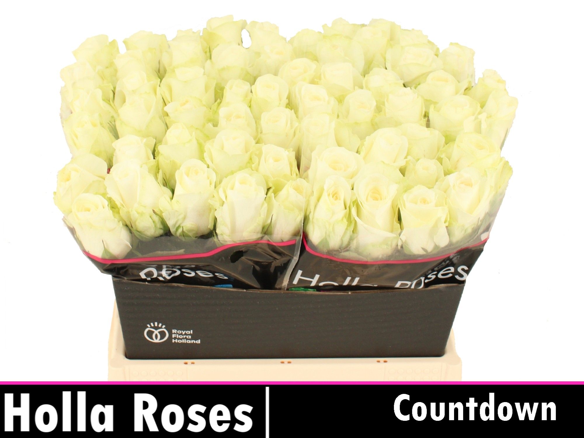 Rosa Countdown 40cm