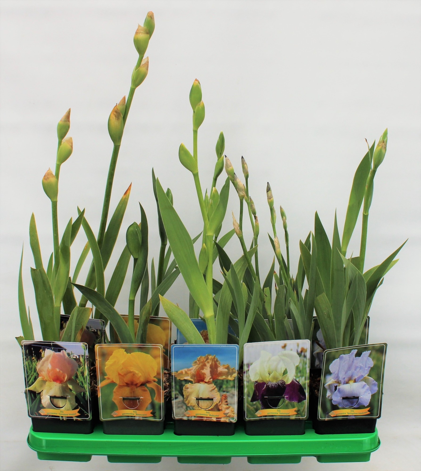 Picture of Iris germanica Mix 6x10 srt. per shelve P11