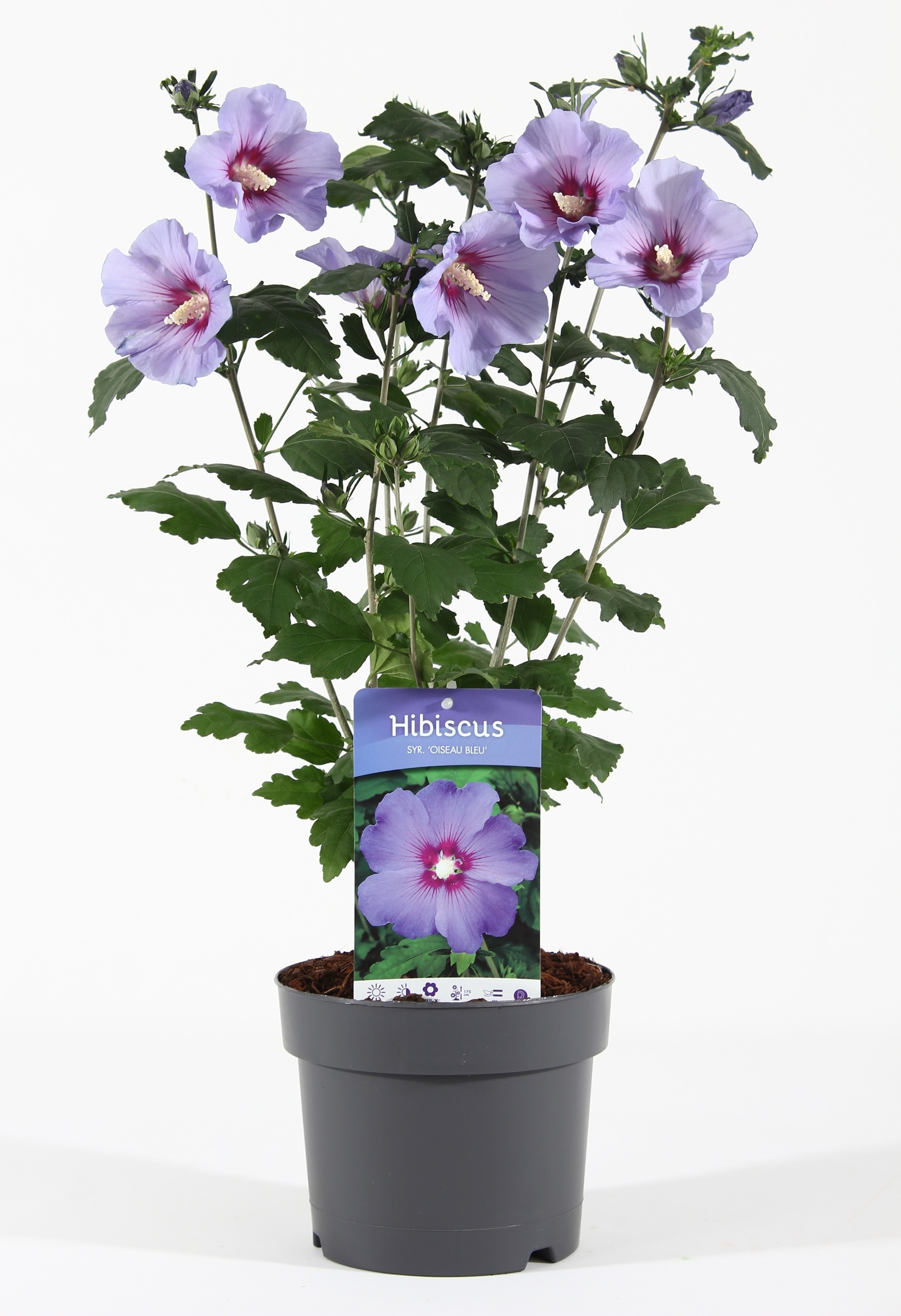 Picture of Hibiscus syr. Oiseau Bleu P19 (3 Ltr)