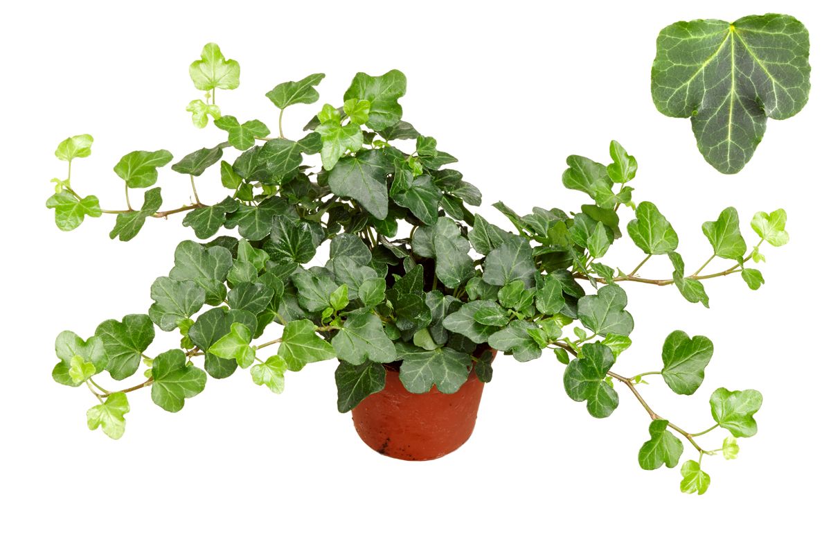 Hedera helix 'Wonder' | Hamiplant