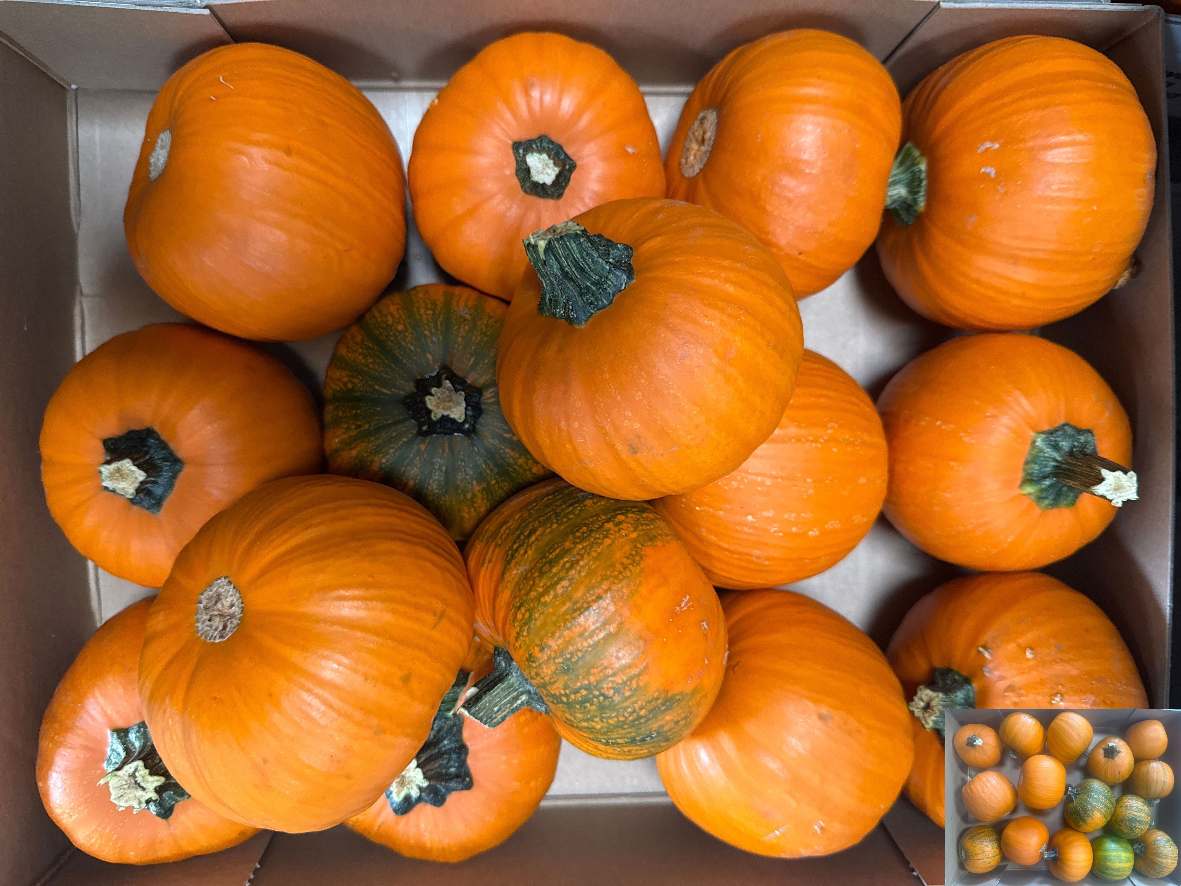 Cucurbita