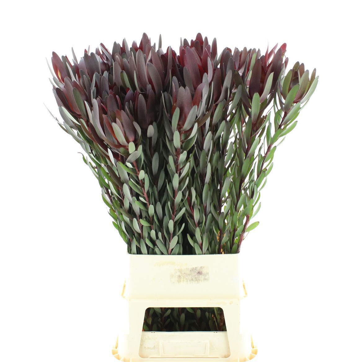 Leucadendron Safari Sunset 110cm