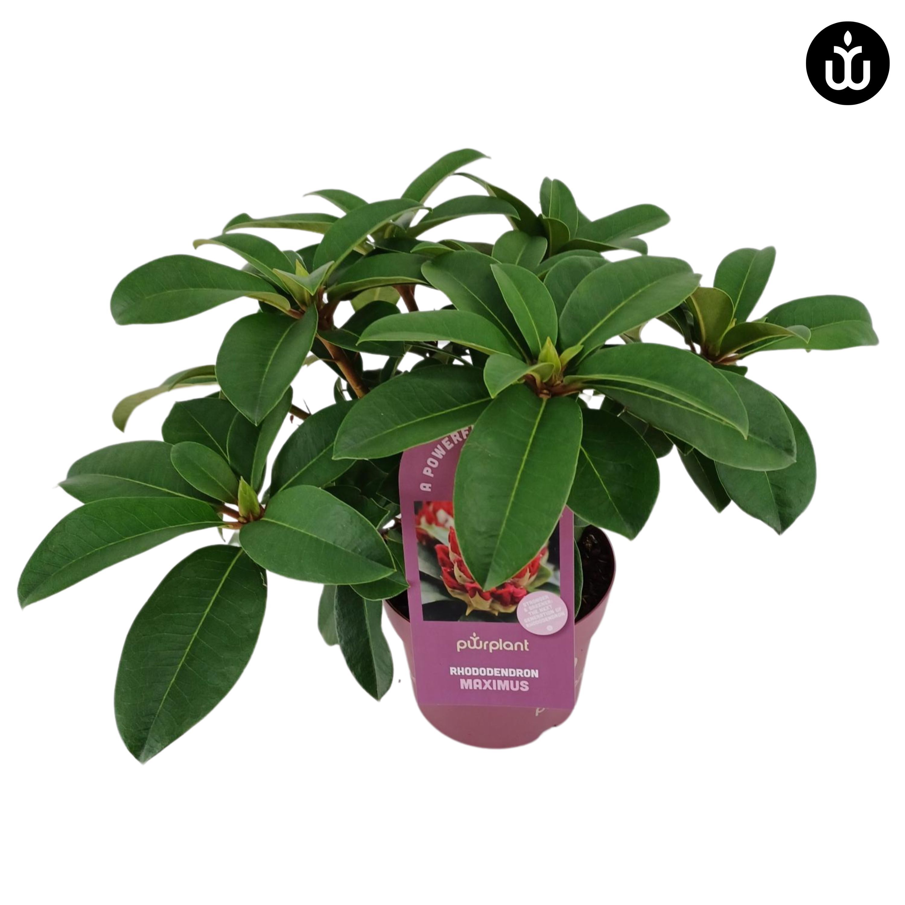 Rhododendron Maximus | OZ Planten