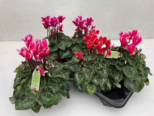 Cycl Md Sup Macro 13P 30H 25Ø Cm 23bloei