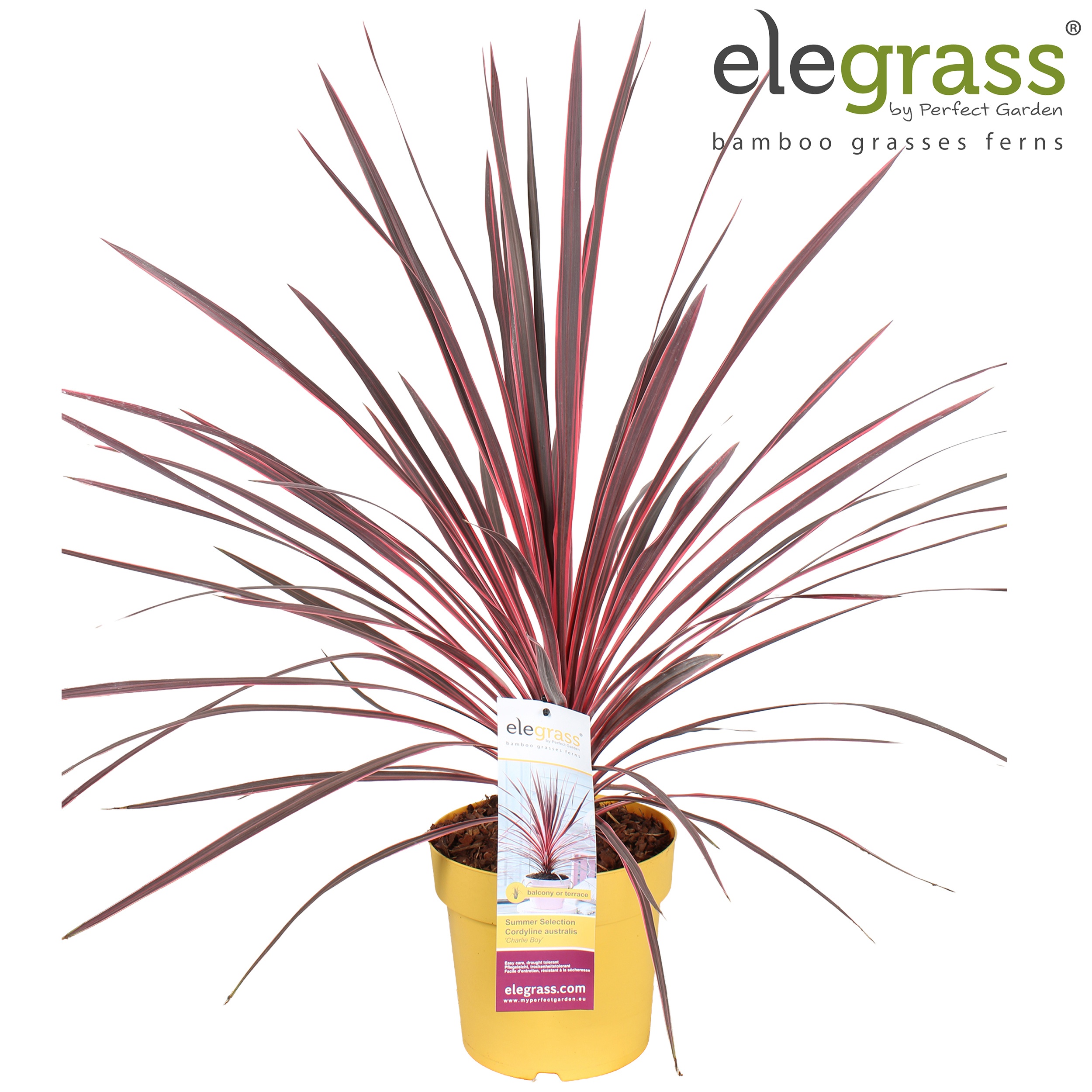 Cordyline australis Charlie Boy ('Ric01')