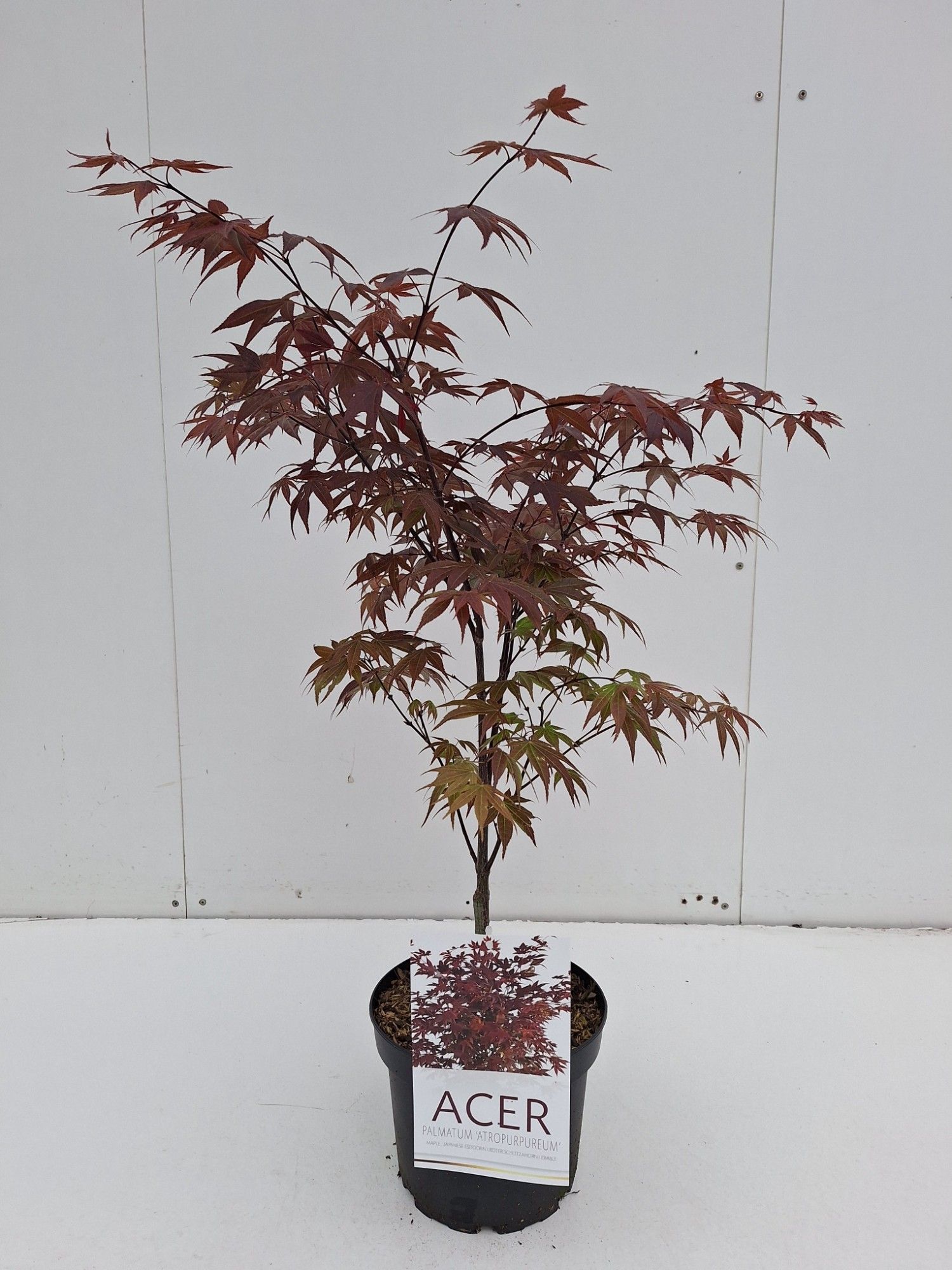 Picture of Acer pal. Atropurpureum