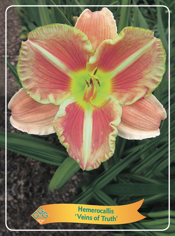 Picture of Hemerocallis Mix 6x10 srt. per shelve P11