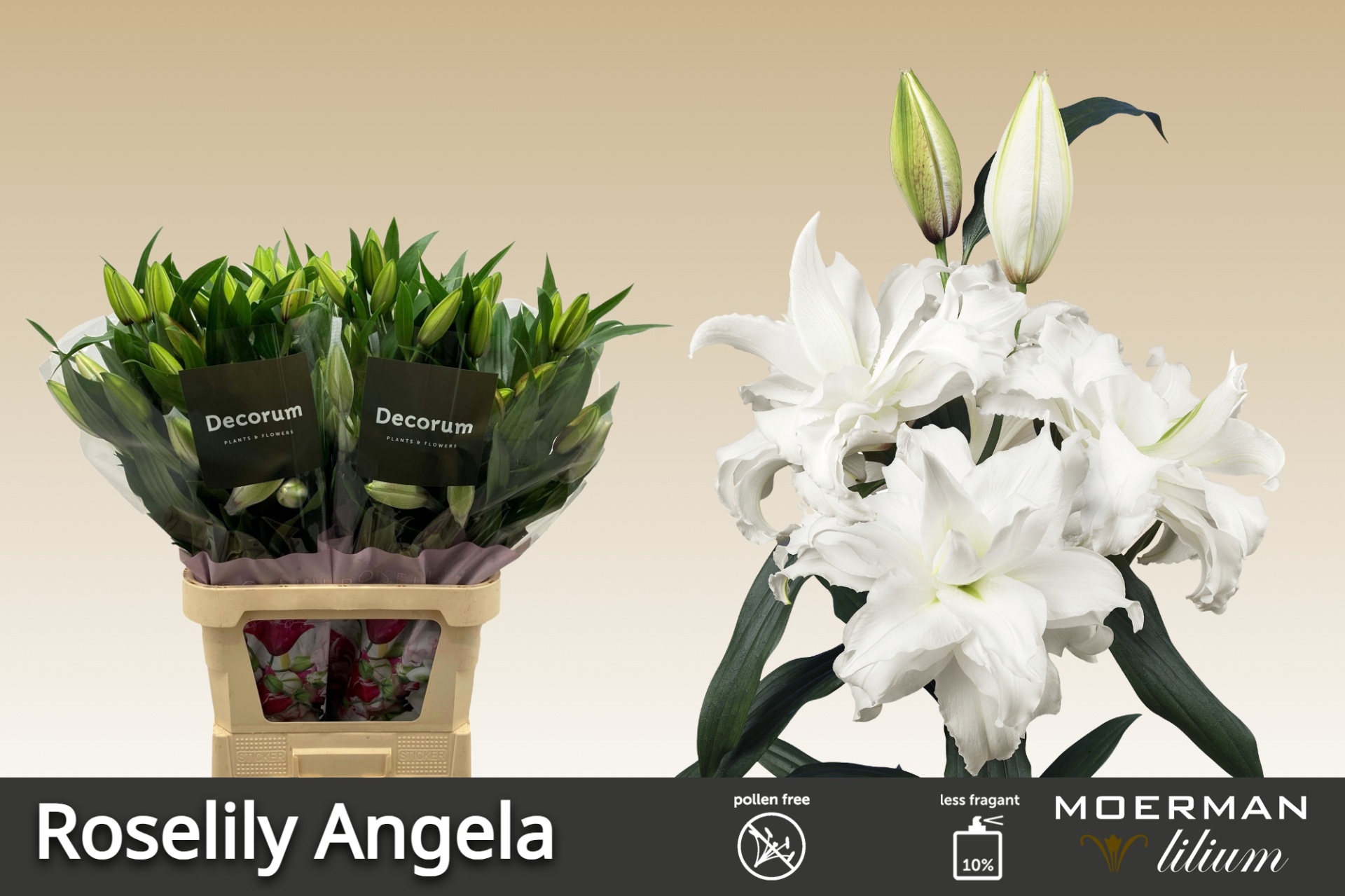 Lilium Or Double Angela 95cm 4/5bl