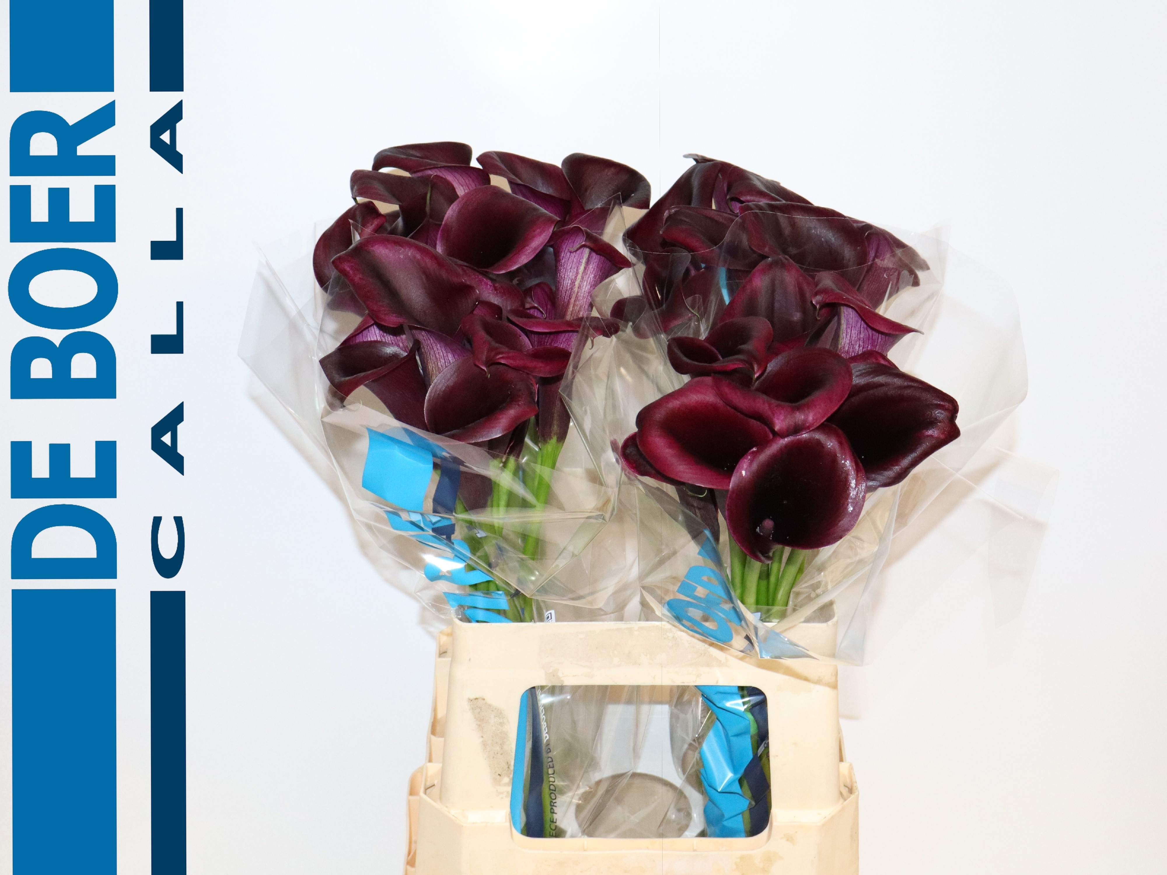 Calla Odessa 60cm