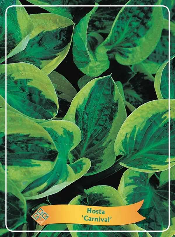 Picture of Hosta Mix 6x10 srt. per shelve P11