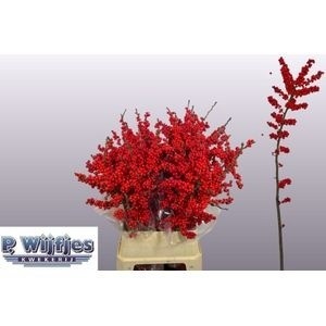 Ilex Verticlilata 100cm