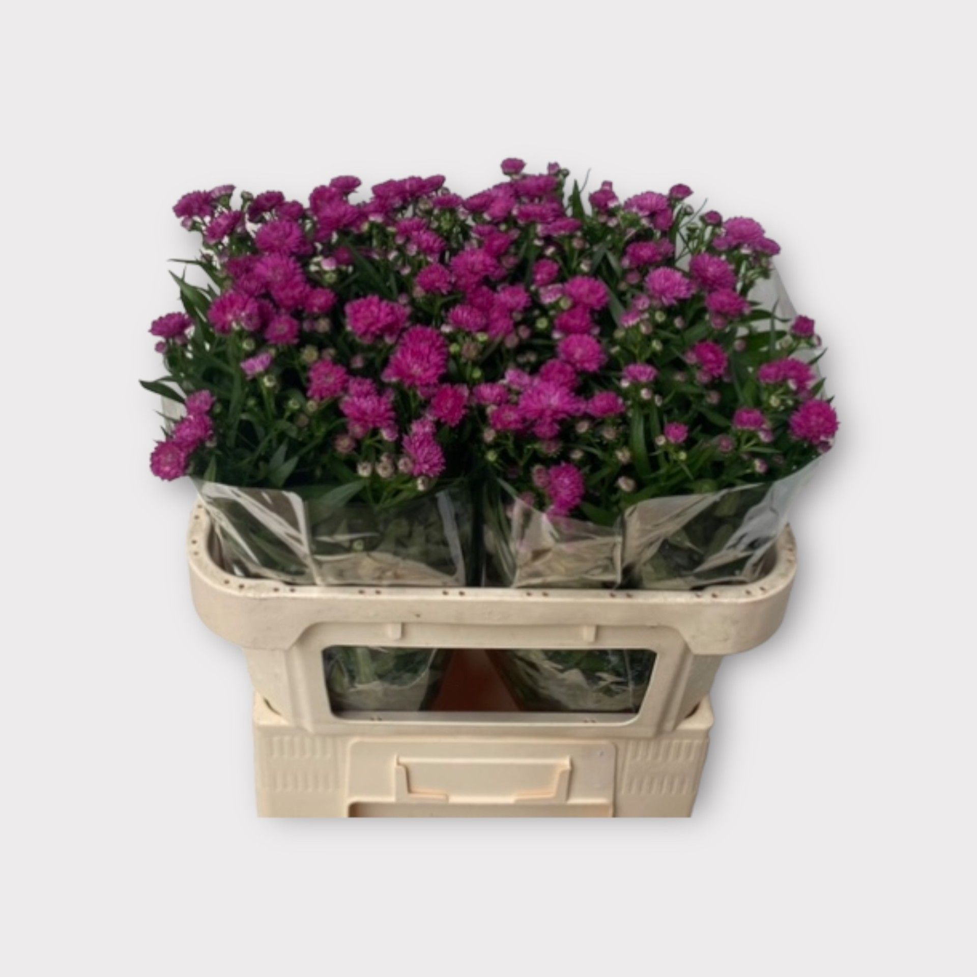 Aster Flash 70cm 15gram