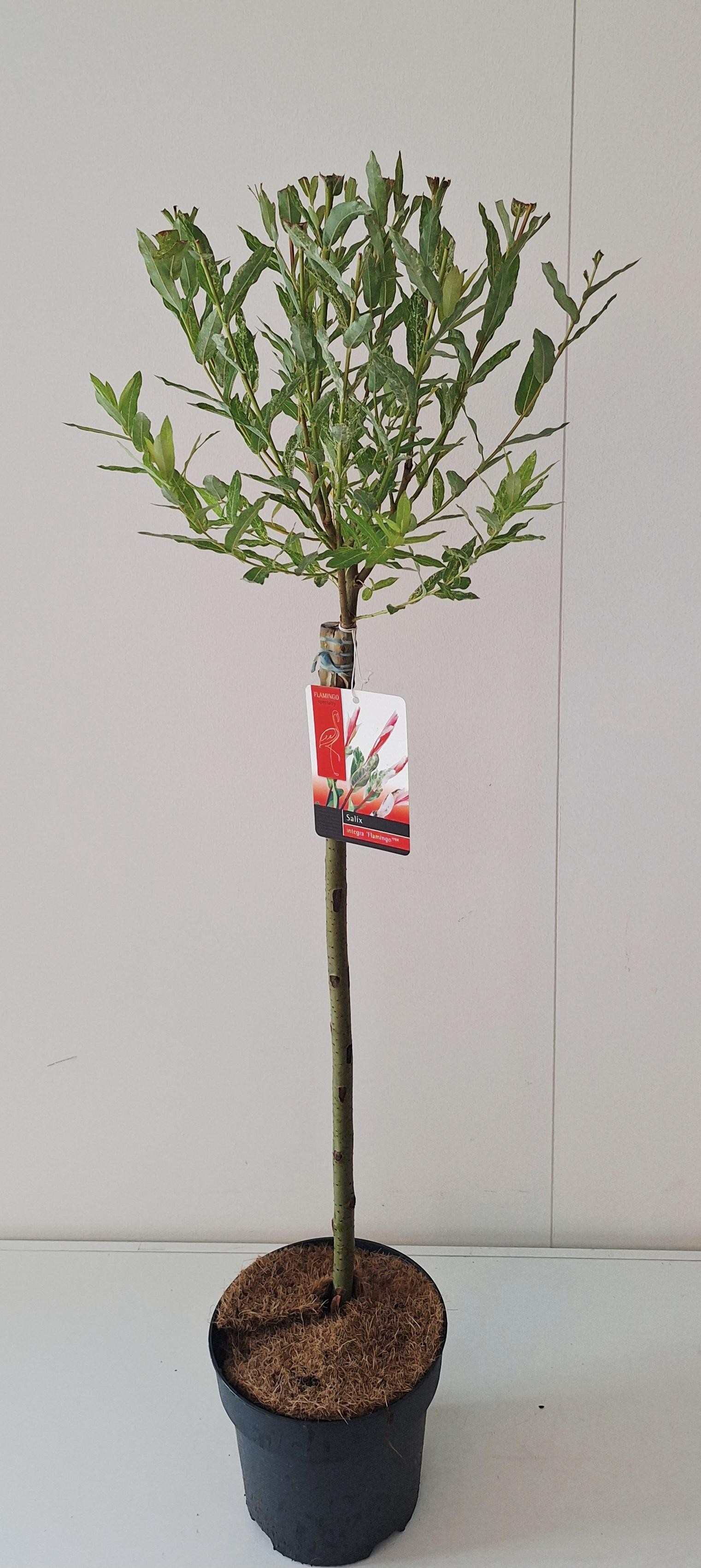 Picture of Salix Flamingo stam 60