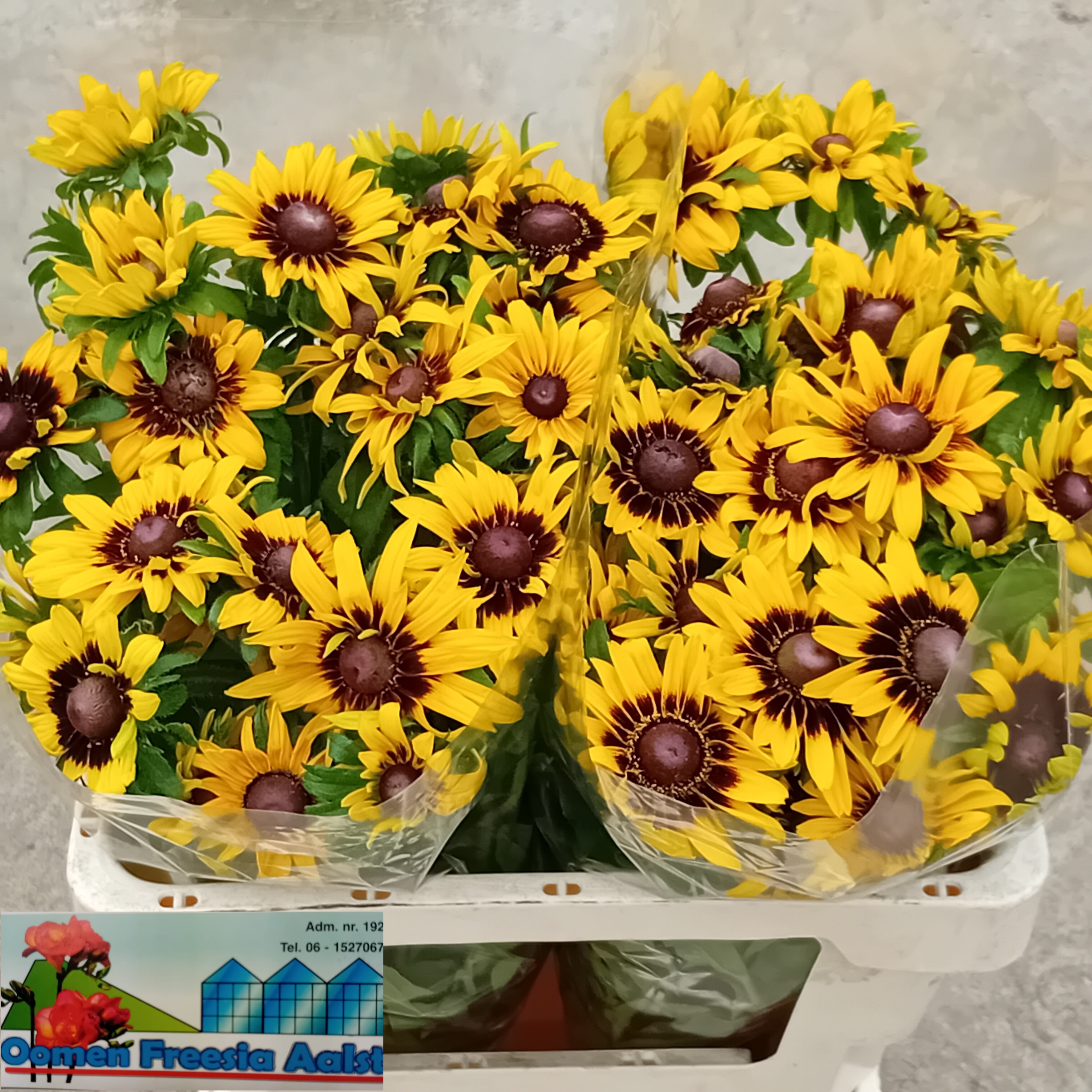 Rudbeckia Hi Sputnik 50cm