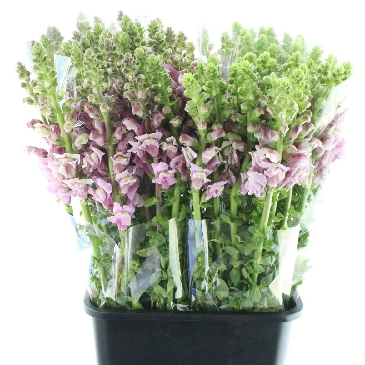 Antirrhinum Lavendel 60cm