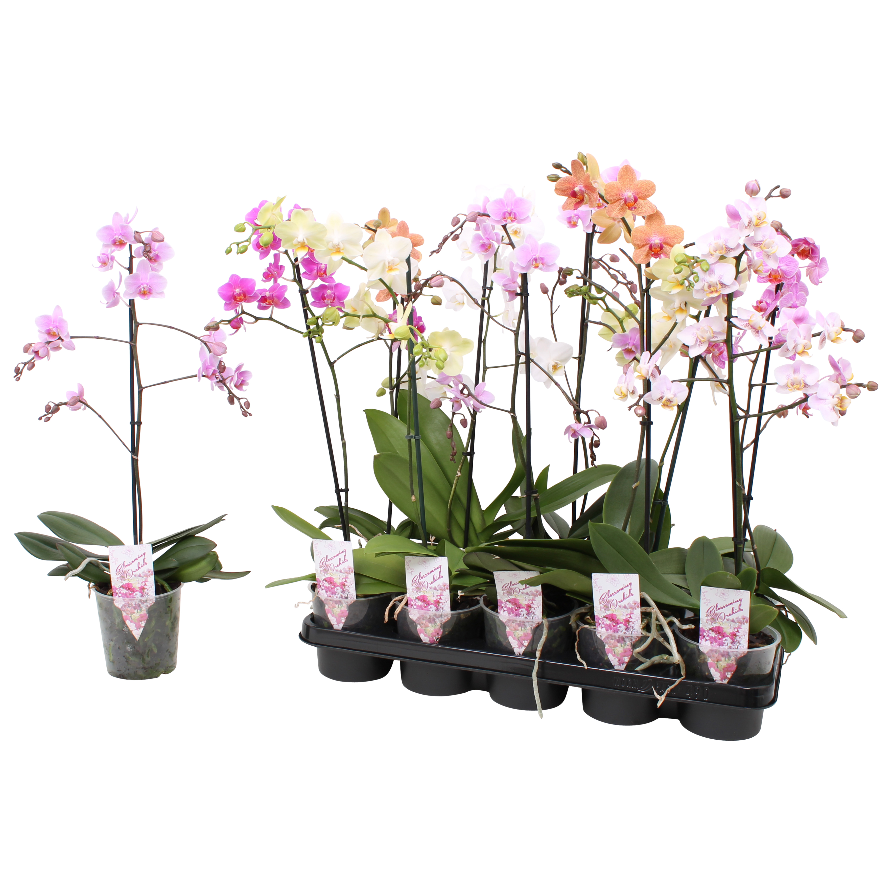 Picture of Phalaenopsis hybrid varieties in 3 Colours P12 1 spike branched 12+ flowers height 55 cm