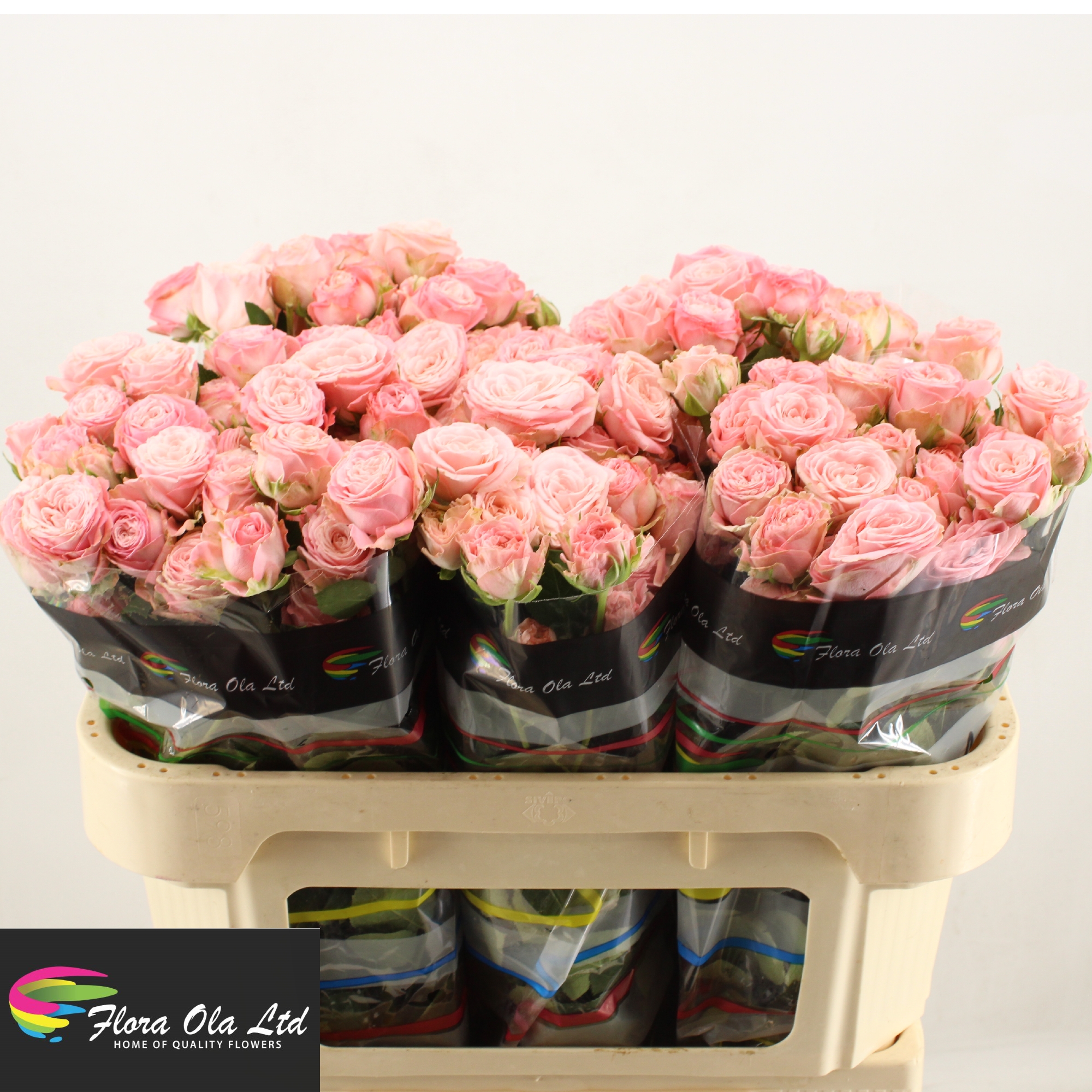 Rosa Spr Madam Bombastic 70cm