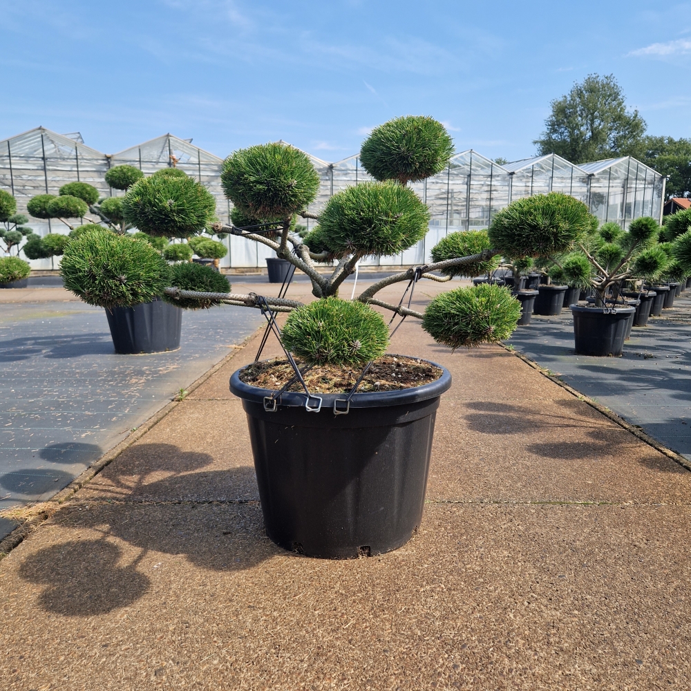 Picture of Pinus nigra Brepo C65 BONSAI-40/50 (LOOSE)