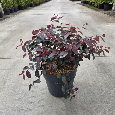 Loropetalum chinense 'Pipa's Red'