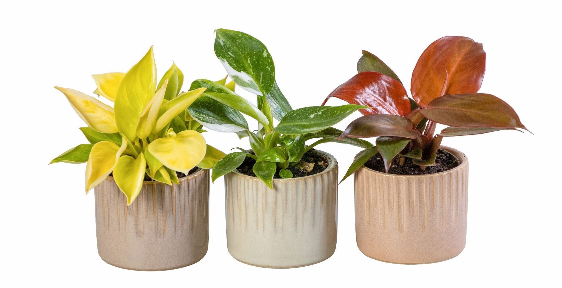Philodendron L 66019 With Philodendron Mix