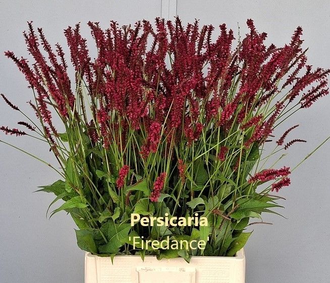 Persicaria Firedance