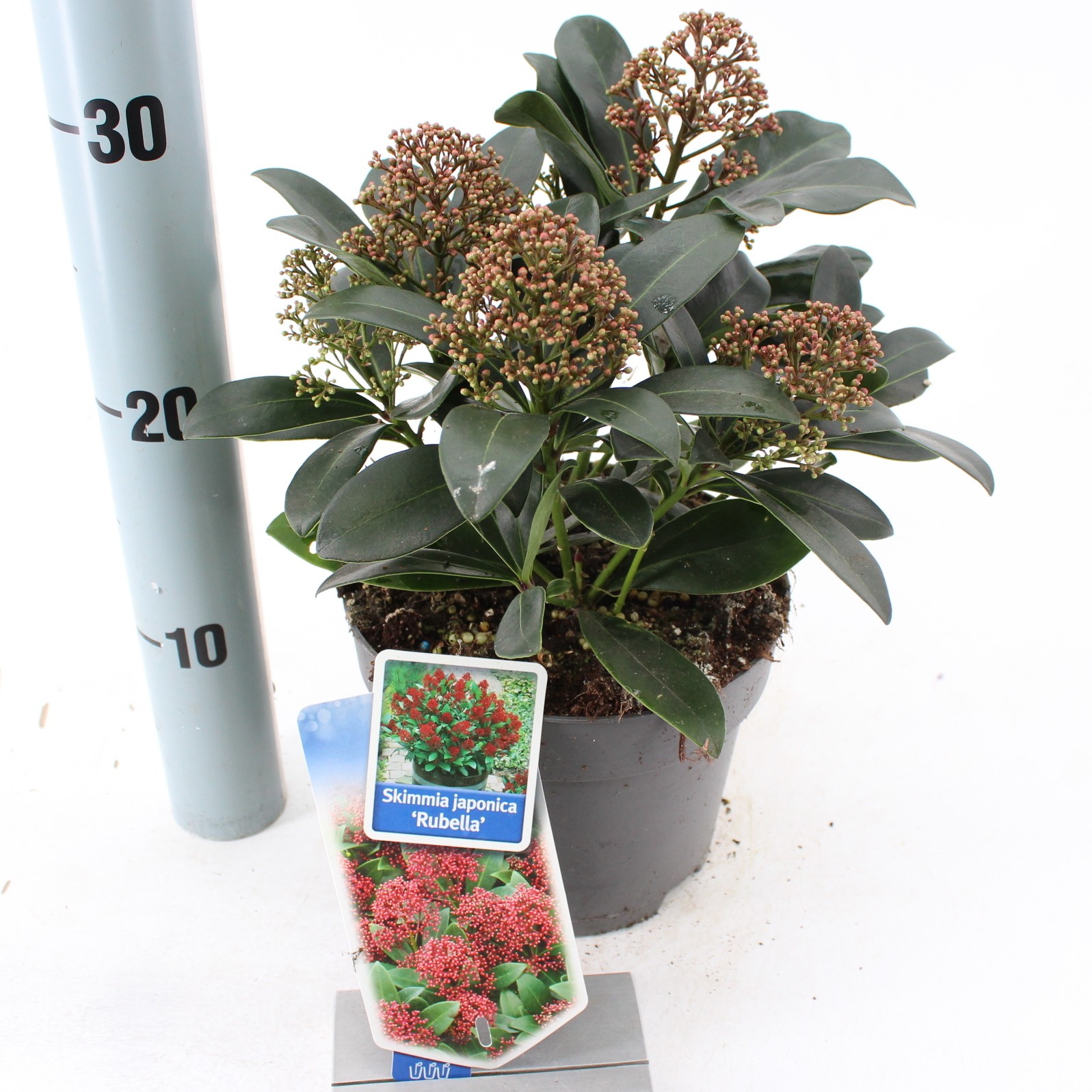 Picture of Skimmia jap. 'Rubella'