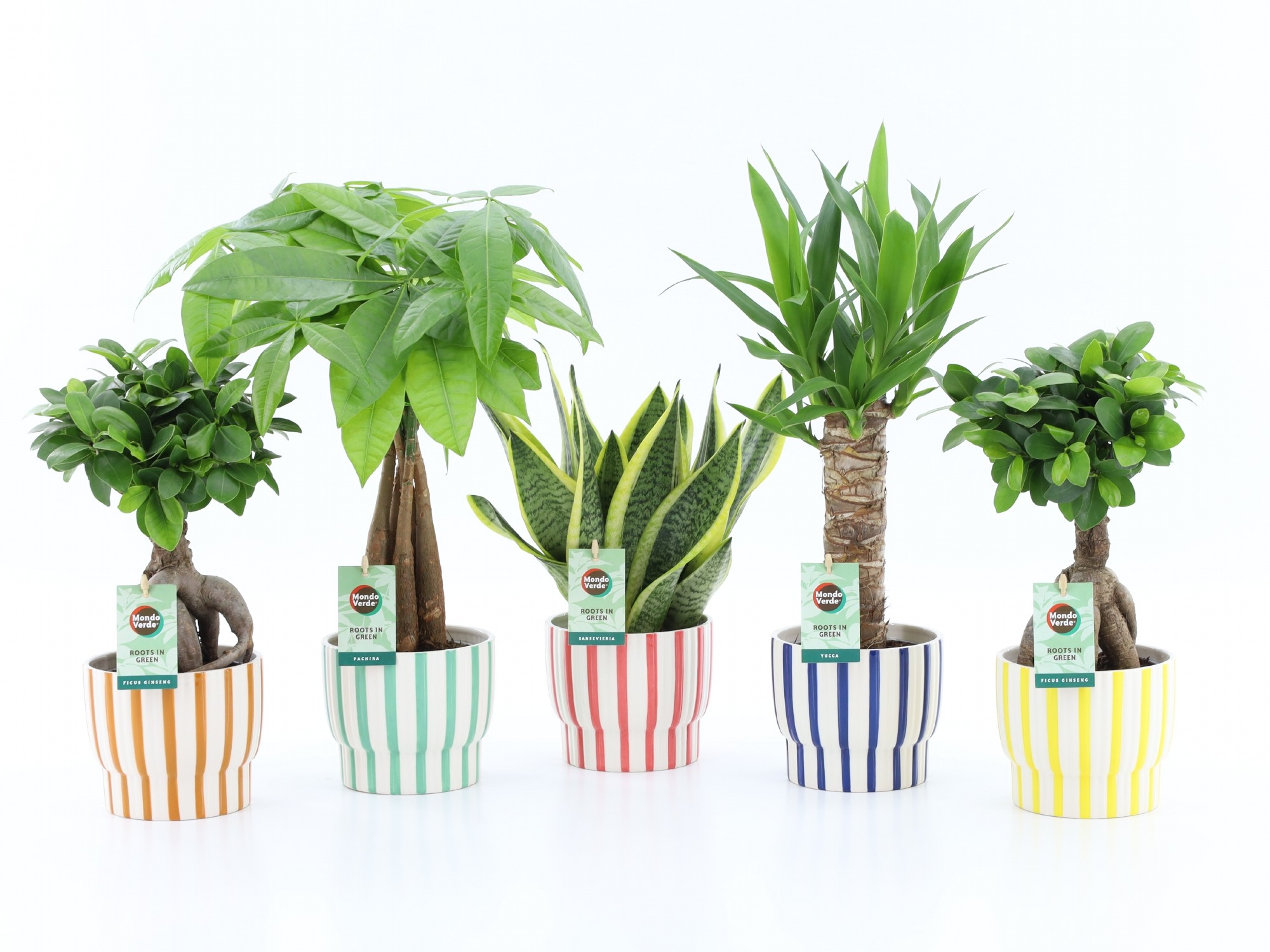 Picture of Houseplants Amazone varieties in Pastel Stripe ceramic P13 35CM