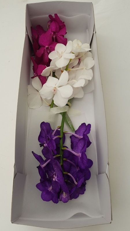 Vanda Trio Doos