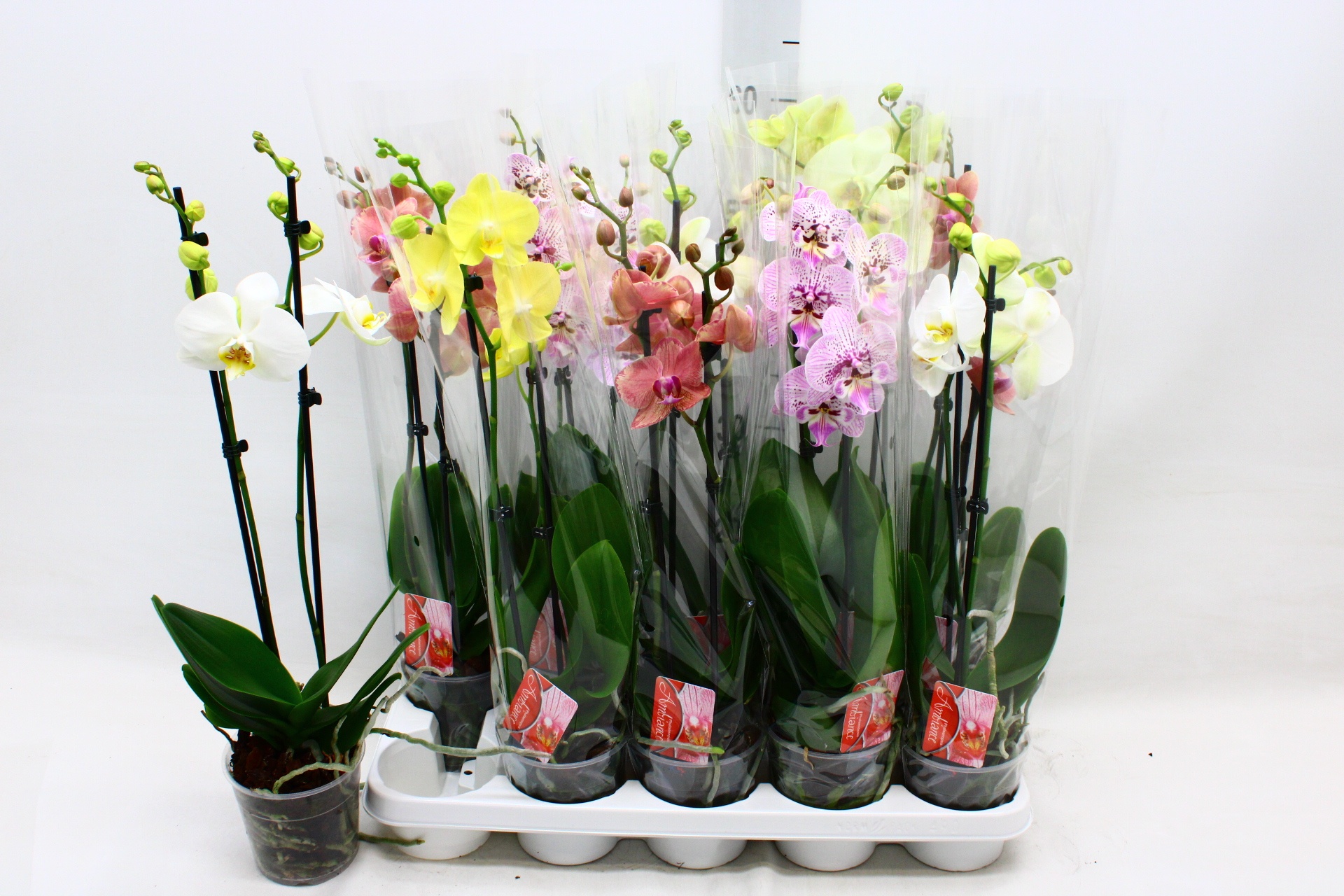 Phal Gem 12P 50H 2TAK 10bloem 23bloei