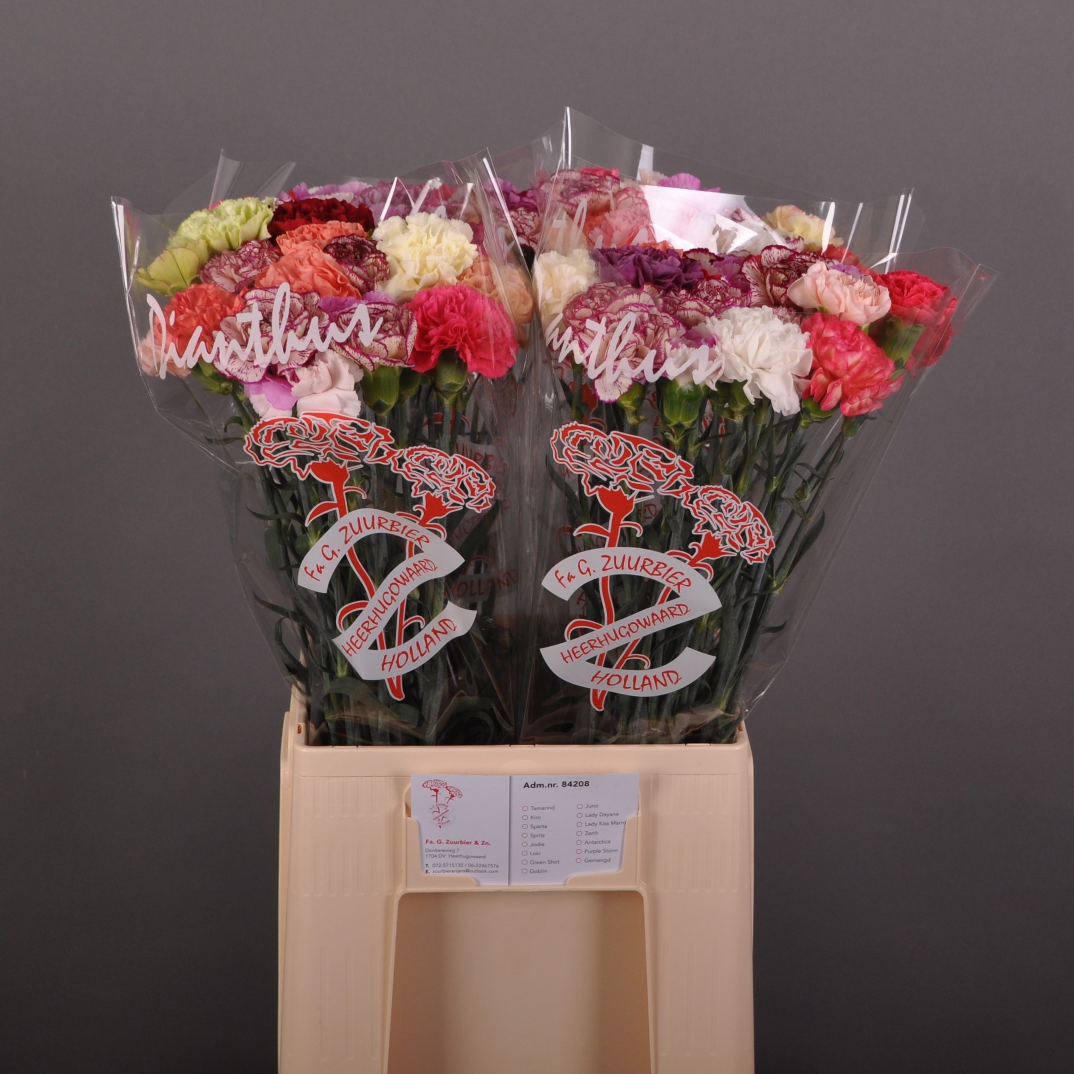Dianthus St Mixed In Bunch 60cm