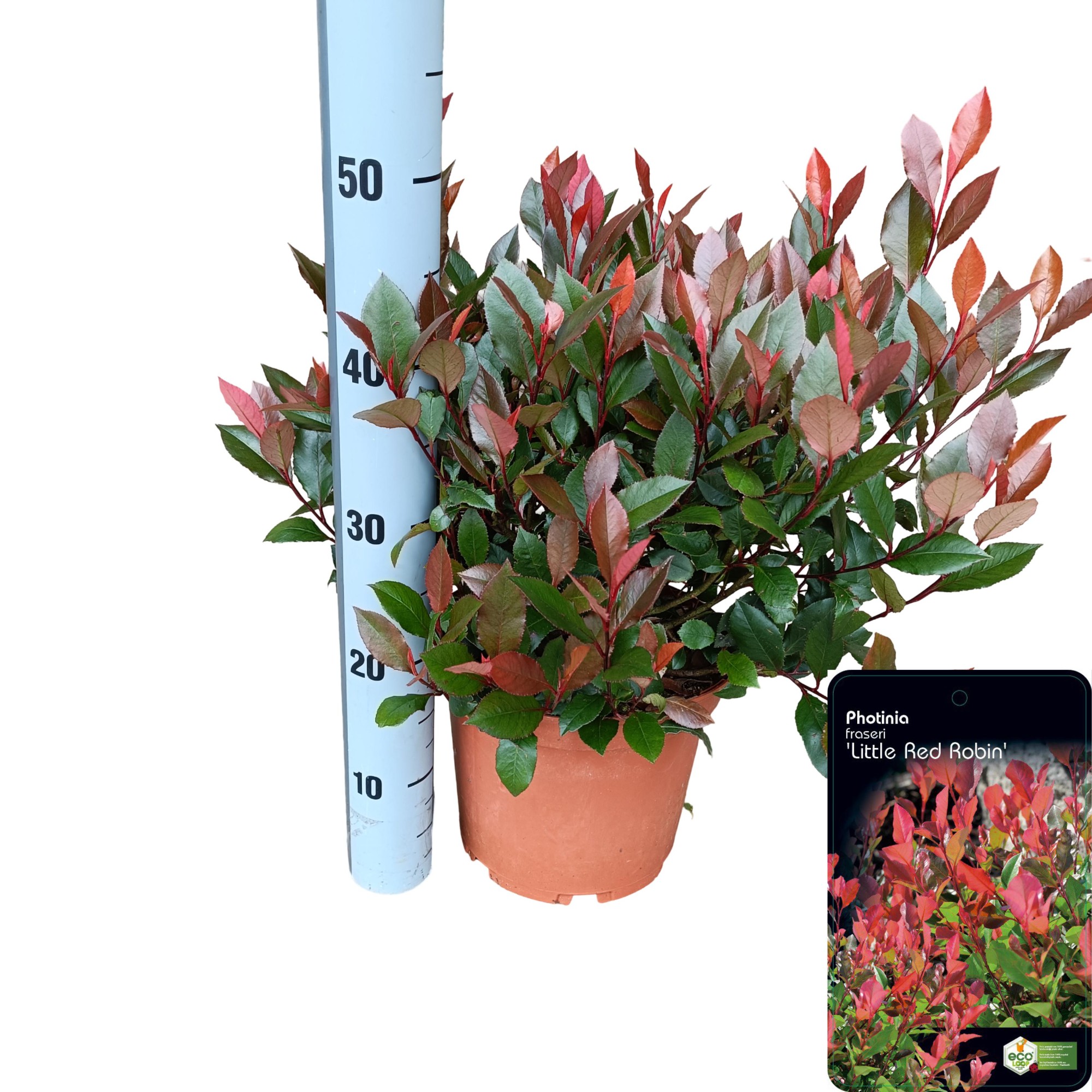 Picture of Photinia fraseri 'Little Red Robin' C5