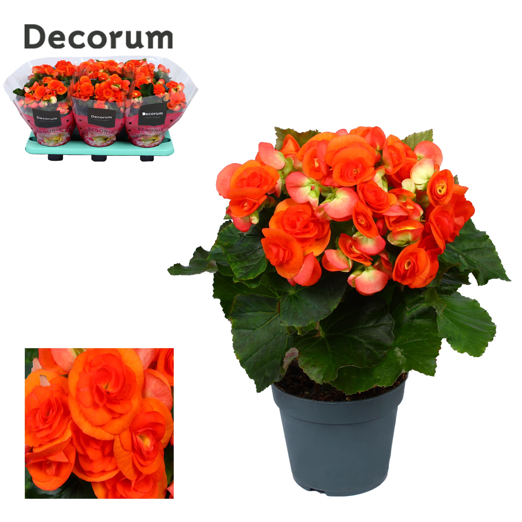 Begonia 'reina' oranje Decorum