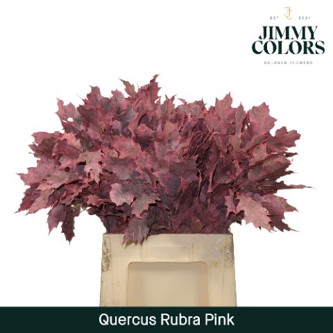 Quercus Rubra L60 Pink