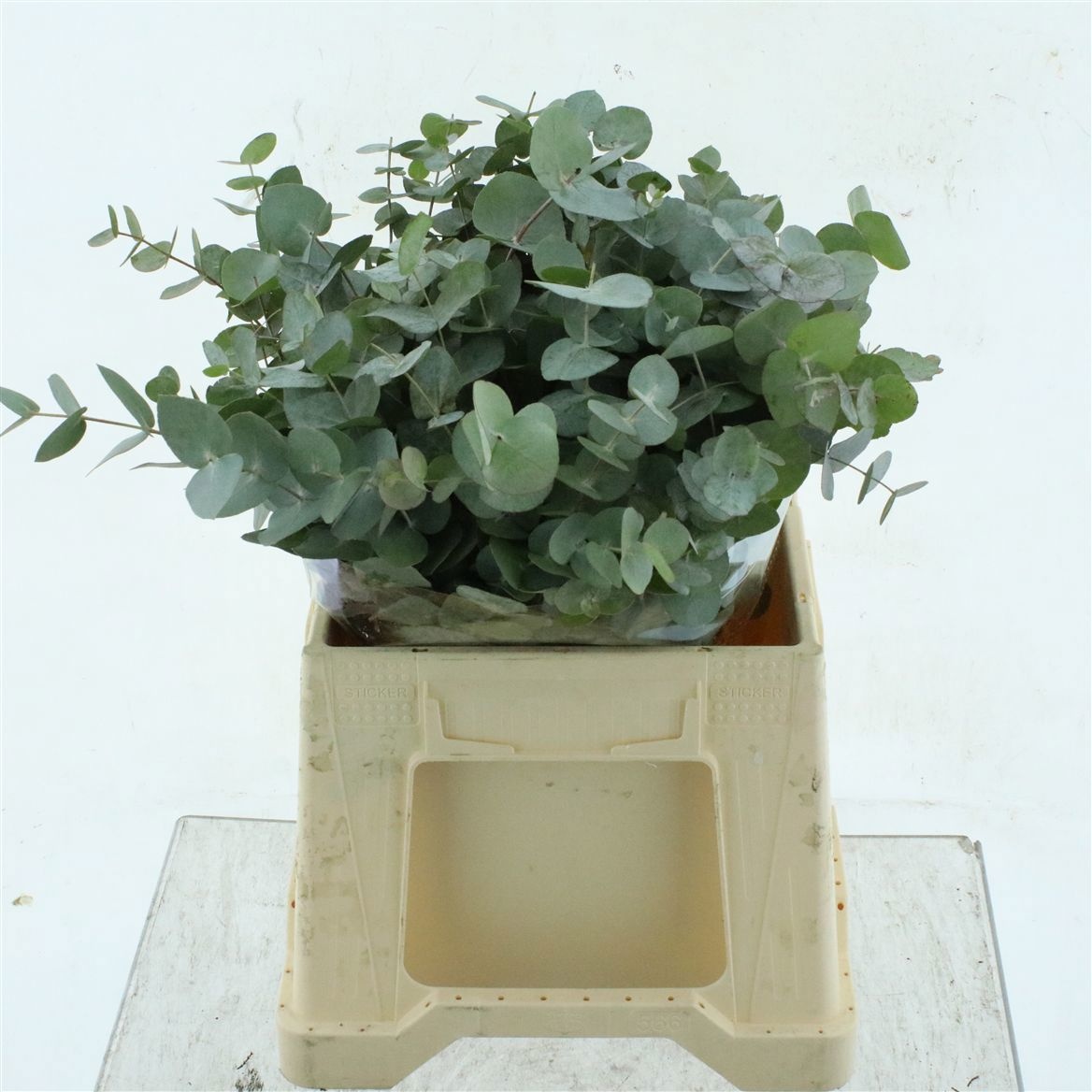 Euca Cinerea 45L.cm
