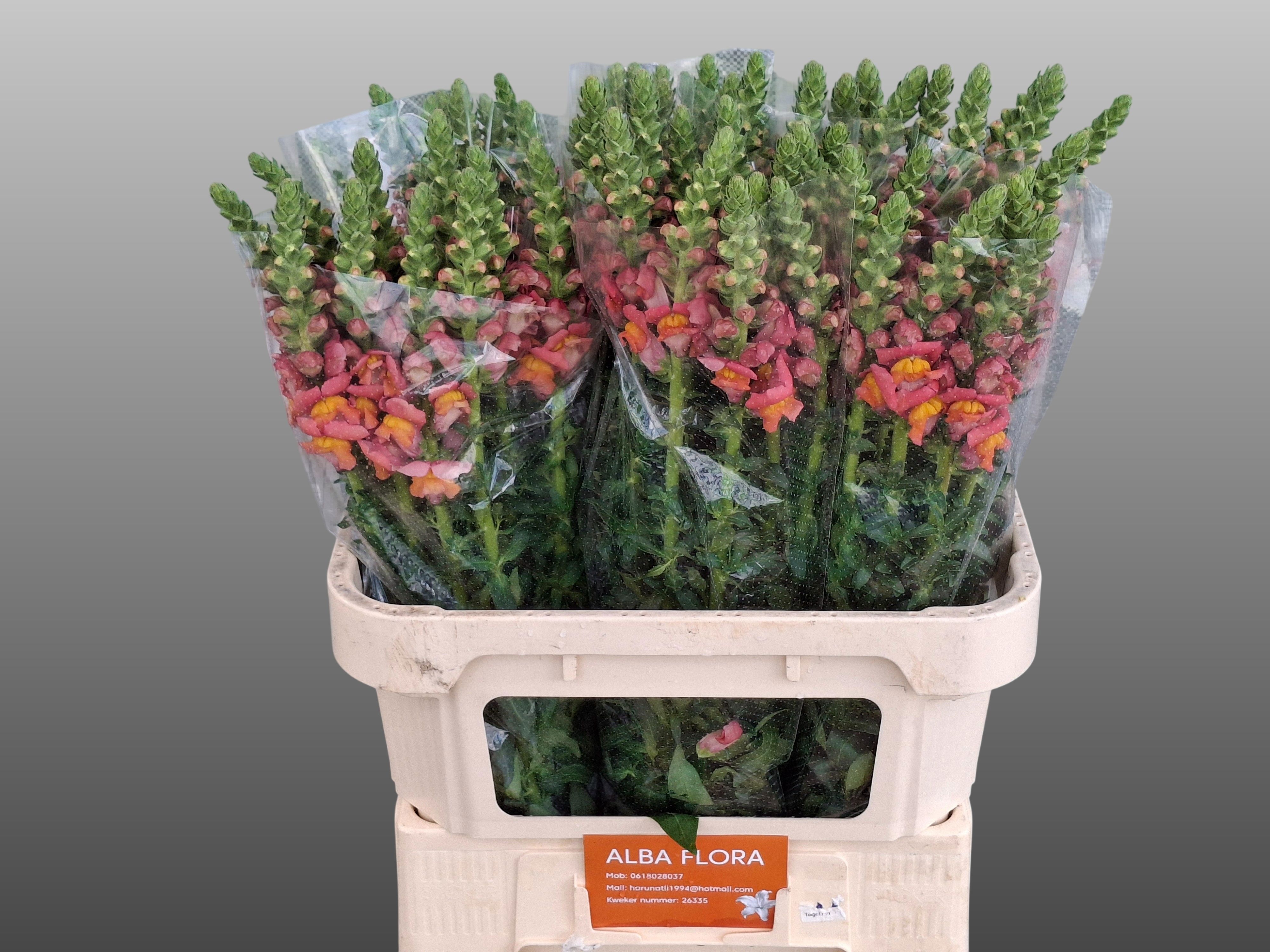Antirrhinum Avignon Dark Orange 80cm