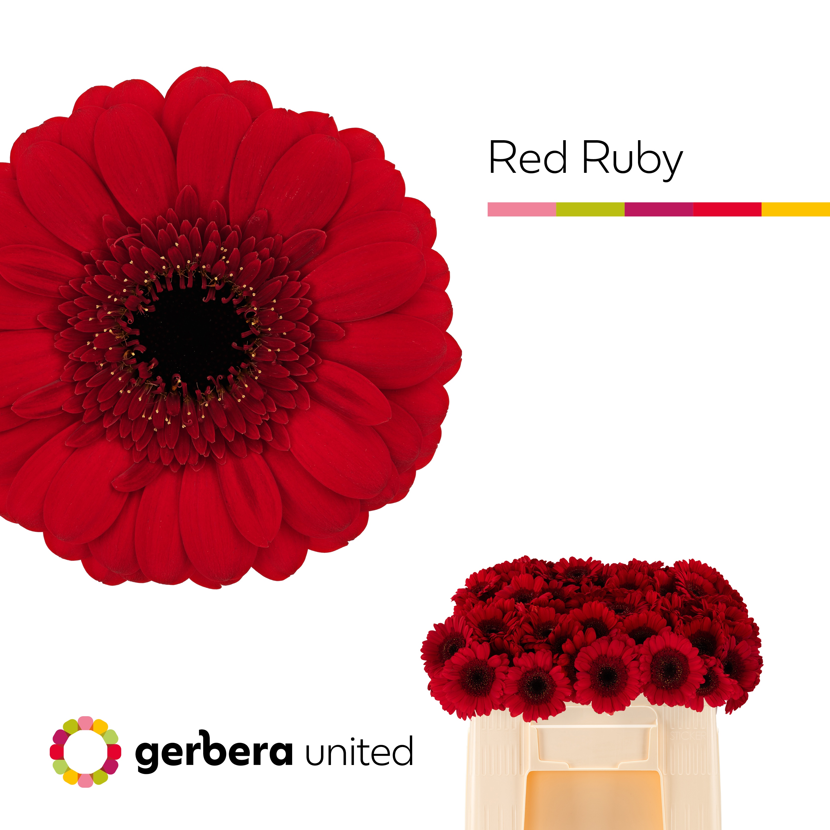 Ge Mi Red Ruby