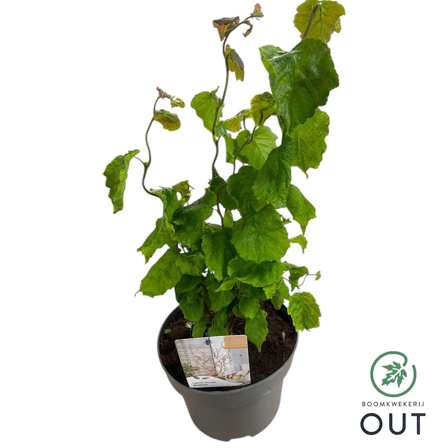 Corylus a. Medusa ('JWW9')