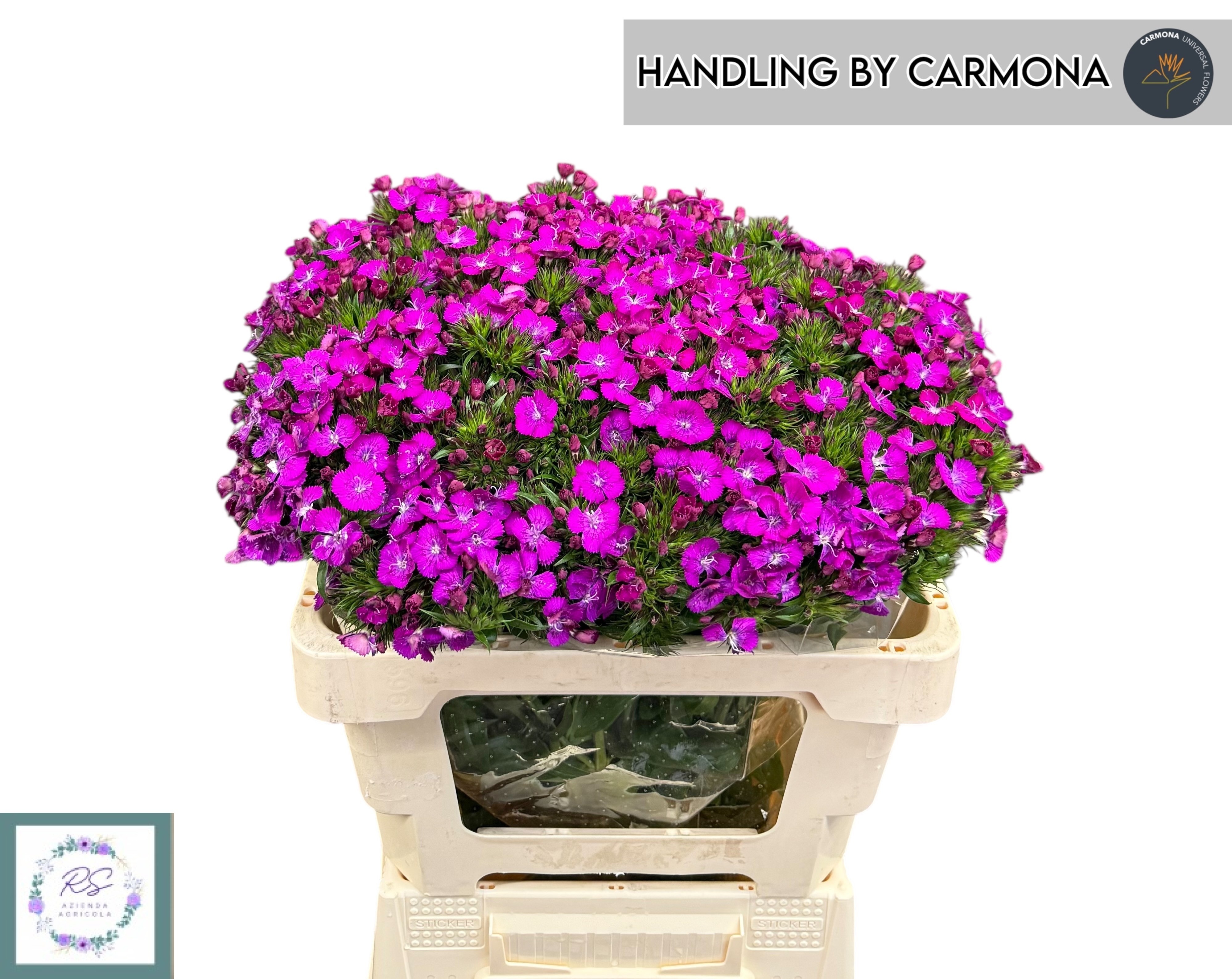 Dianthus Barb Neon Purple 50cm