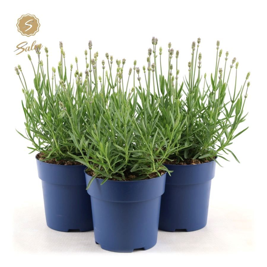 Picture of Lavandula ang. 'Felice Light Pink'® P15