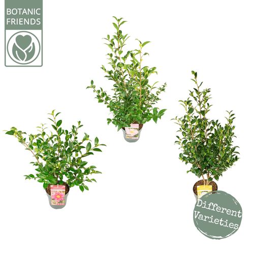 Camellia sas. 'MIX' Premium p19 Son