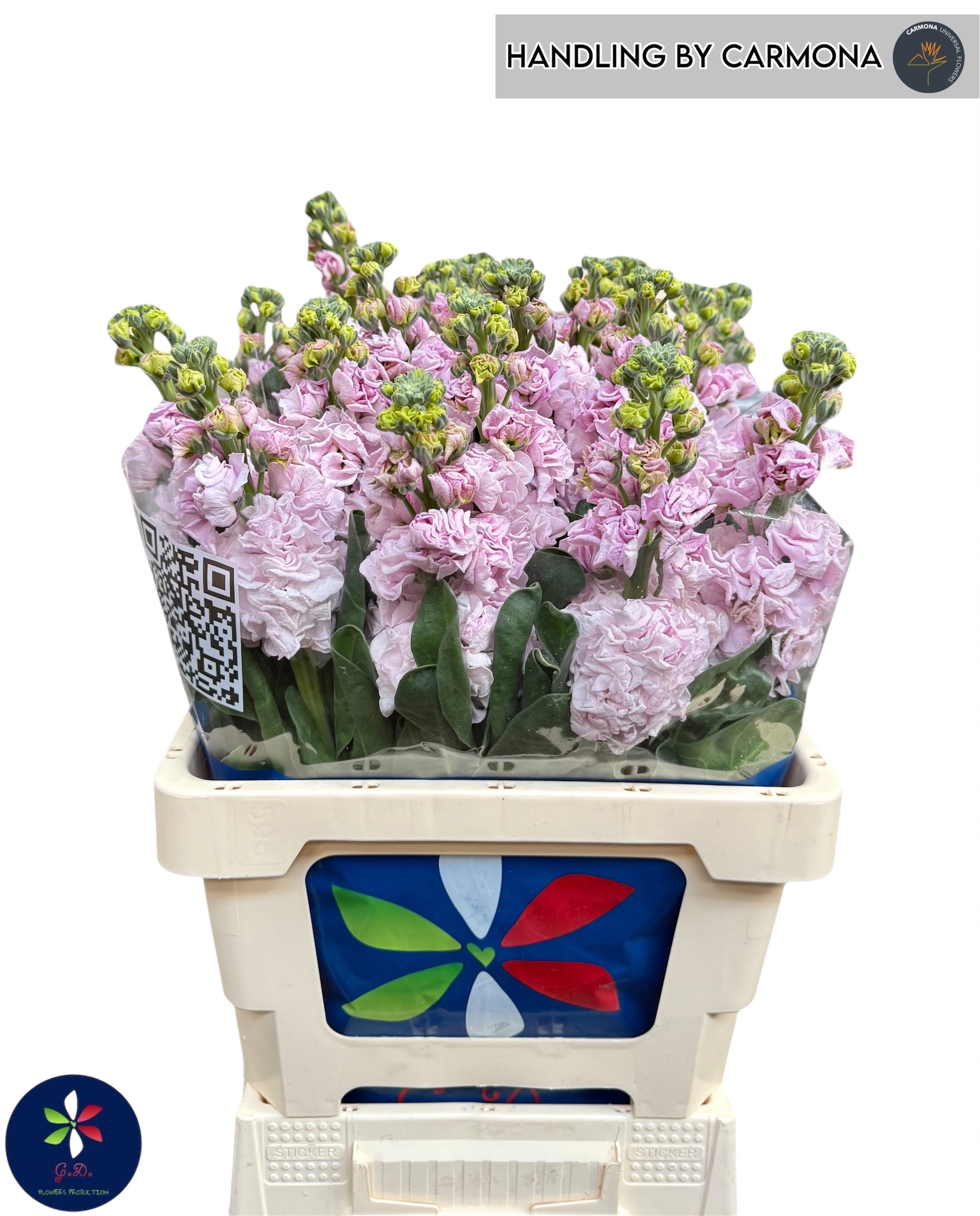Matthiola Iron Cherry Blossom 60cm