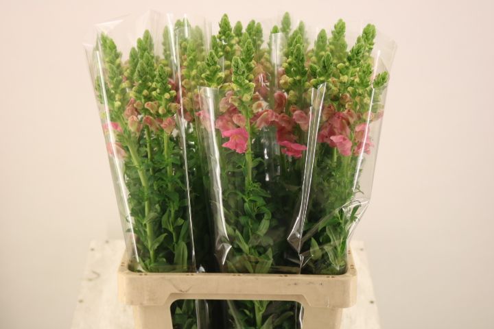 Antirrhinum Poto Pink 70cm
