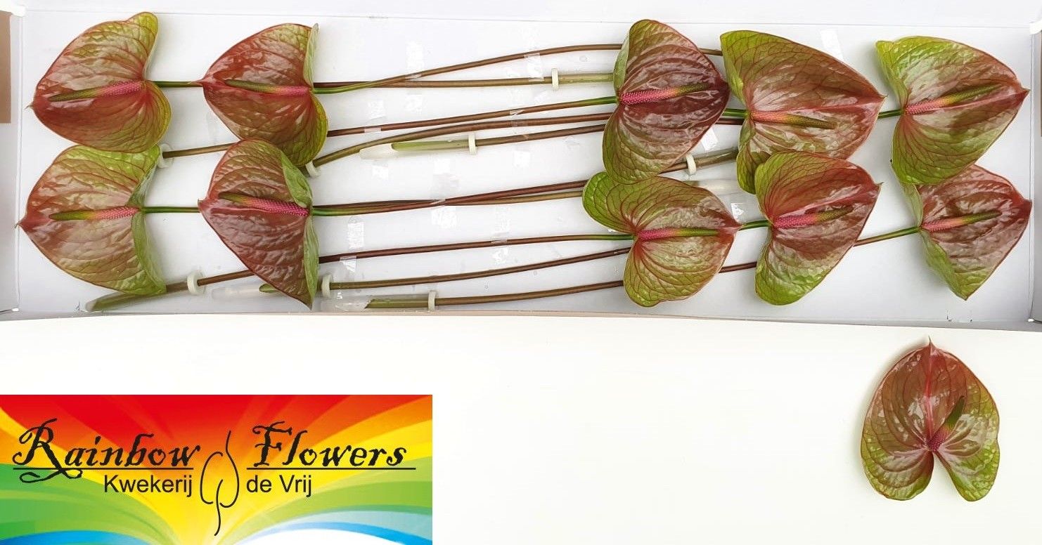 Anthurium Exquisi Queen 15Ø