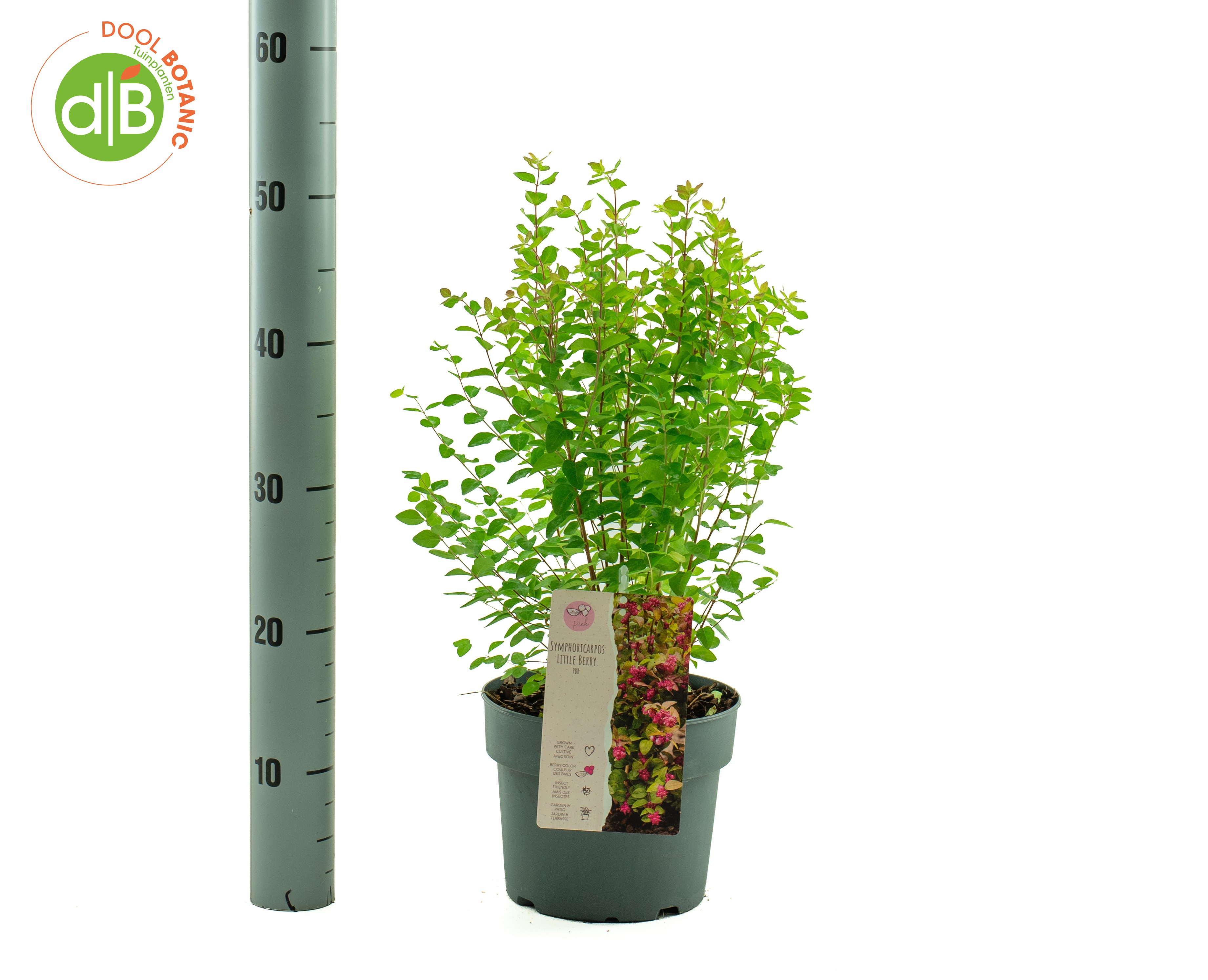 Symphoricarpos 'Little Berry' pbr (NEW)
